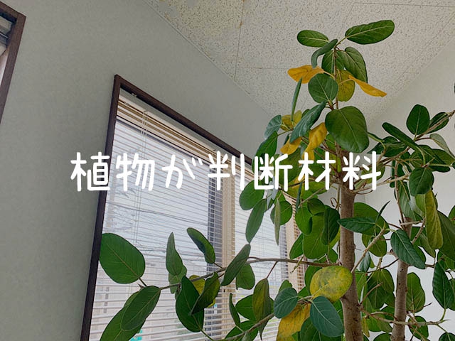 植物が調子を崩すってこういうことです